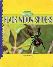 Animal Kingdom: Black Widow Spiders