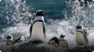 Cool African Penguin Facts