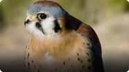 This Cute Tiny Falcon's Vision is 8 Times Sharper Than the Average Human