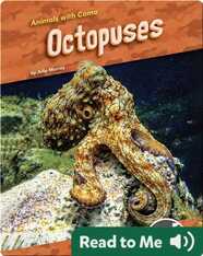 Animals With Camo: Octopuses