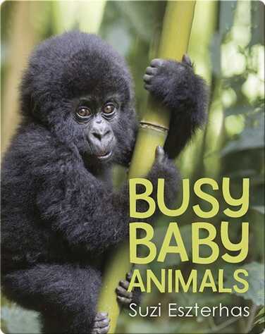 Busy Baby Animals book