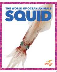 The World of Ocean Animals: Squid