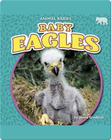 Animal Babies: Baby Eagles book