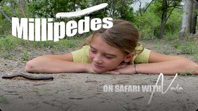 On Safari with Nala: Millipedes book