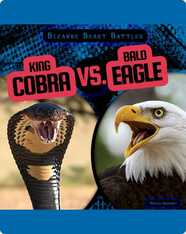 Bizarre Beast Battles: King Cobra vs. Bald Eagle