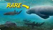 Search for the Endangered Antillean Manatee (With Sharks?!)