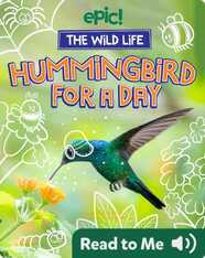 The Wild Life: Hummingbird for a Day