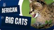 Why Are African Big Cats Special?