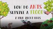 How Do Ants Survive a Flood