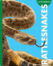 Curious about Rattlesnakes
