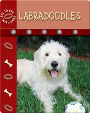 Eye To Eye With Dogs: Labradoodles