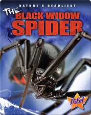 The Black Widow Spider