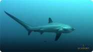 Thresher Sharks