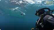 Jonathan Bird's Blue World: Manta Ray Feeding Frenzy