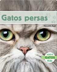Gatos Persas