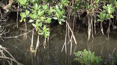 The Everglades book