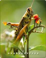 Grasshoppers
