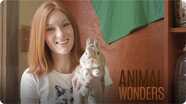 Rabbits! What, Where, and How