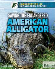 Saving the Endangered American Alligator