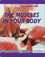 The Muscles in Your Body