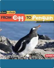 From Egg to Penguin