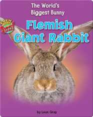 Flemish Giant Rabbit