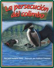 La persecución del colimbo