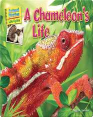 A Chameleon's Life