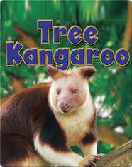 Tree Kangaroo