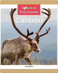 Caribou