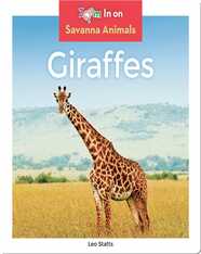 Giraffes