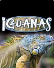 Iguanas