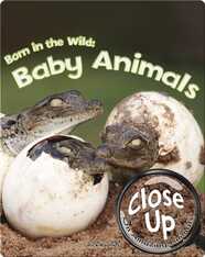 Born in the Wild: Baby Animals