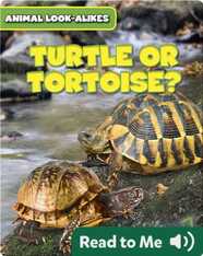 Turtle or Tortoise?