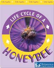 Life Cycle of a Honeybee