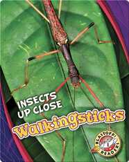 Walkingsticks