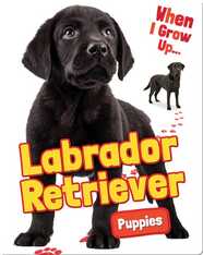 Labrador Retriever Puppies