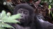 Touched by a Mountain Gorilla