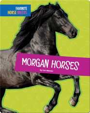 Morgan Horses