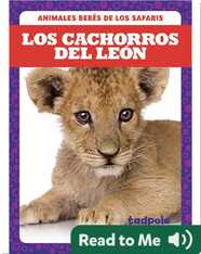 Los cachorros del león (Lion Cubs)