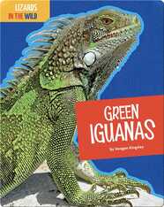 Lizards In The Wild: Green Iguanas