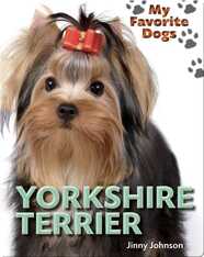 Yorkshire Terrier