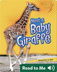 Meet a Baby Giraffe