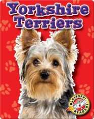 Yorkshire Terriers: Dog Breeds