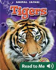 Tigers: Animal Safari