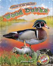 Animals of the Wetlands: Wood Ducks