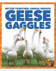 Geese Gaggles