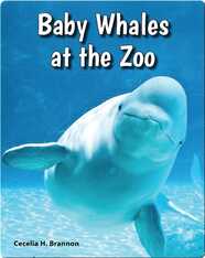 Baby Whales at the Zoo