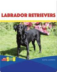 Labrador Retrievers