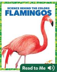 Science Behind the Colors: Flamingos